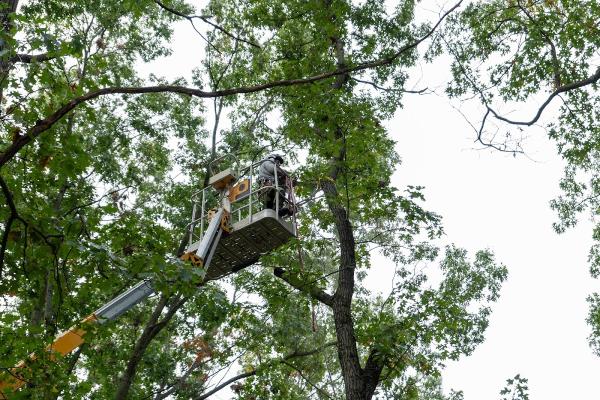 Martin Tree Service