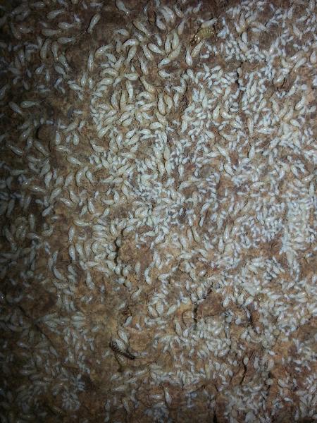 Brown Exterminating