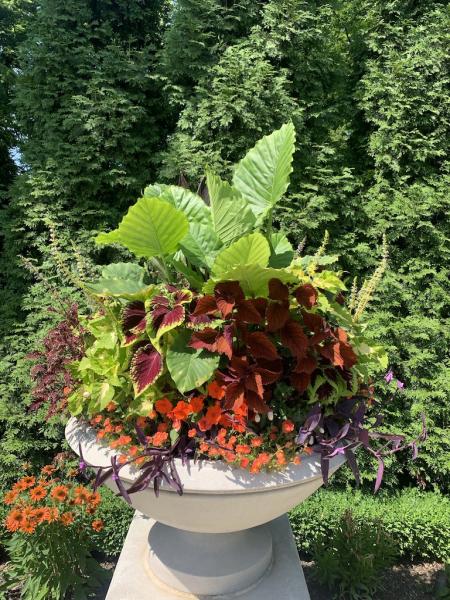 Wilde Horticulture