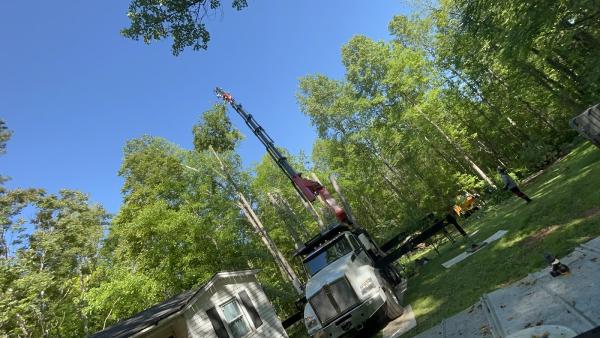 Ludy Tree Care