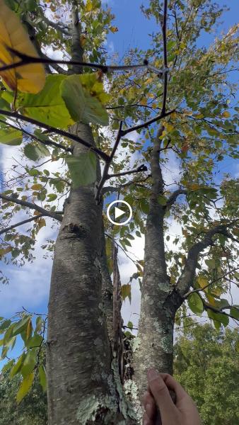 Second Nature Tree LLC
