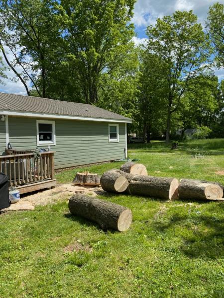 Dailey Tree Care