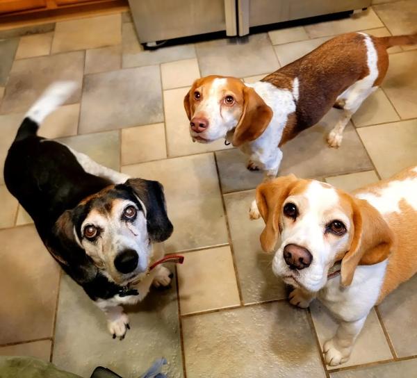 Buckeye Bed Bug Detection