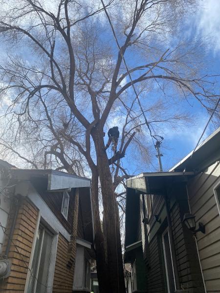 Doug's Tree Services