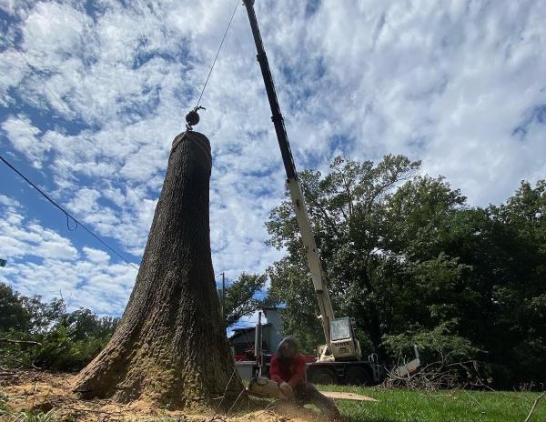 Grant Brothers Tree Service