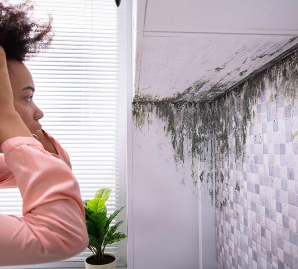 Mold Inspection Pro