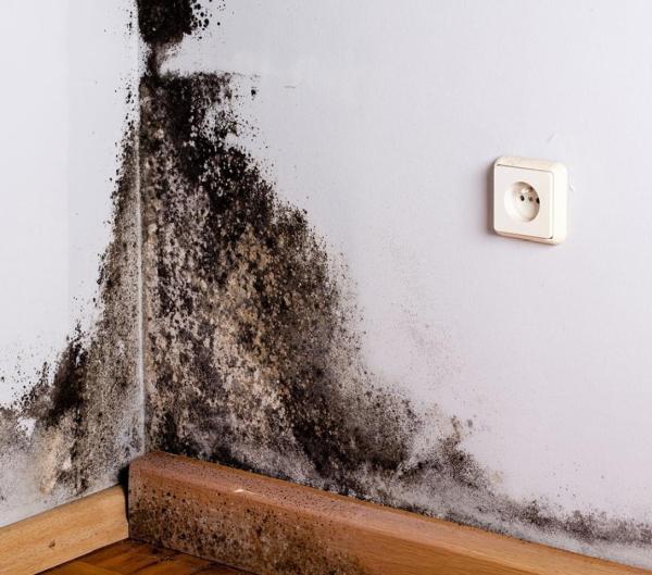 Mold Inspection Pro