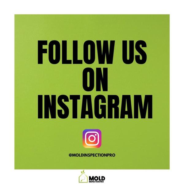 Mold Inspection Pro