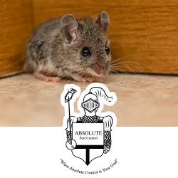 Absolute Pest Control