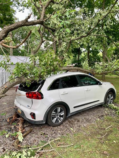 Netzero Tree Care