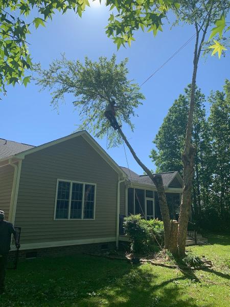 A&H Precision Tree Service