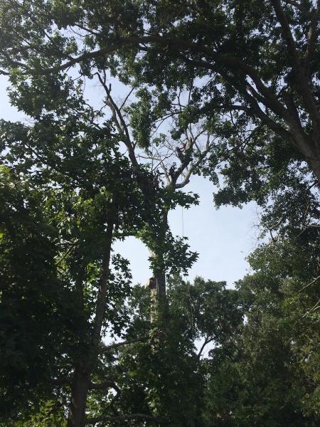 A&H Precision Tree Service