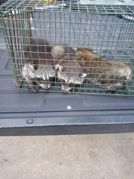 4real Pest Control & Professional Animal Trapping LLC