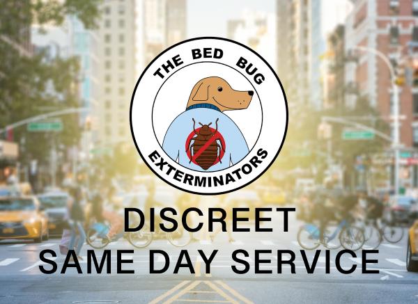 The Bed Bug Exterminators