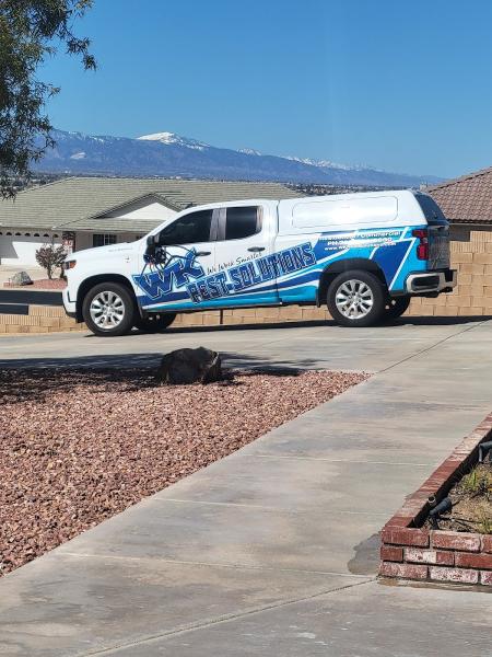 WK Pest Solutions