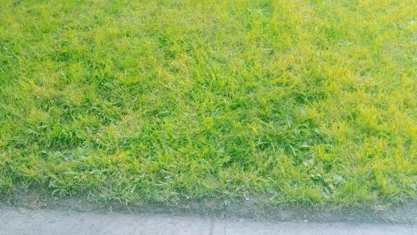 J&M Lawn Care Service