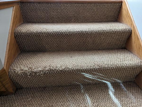 Dan Patch Carpet Cleaning & Restoration