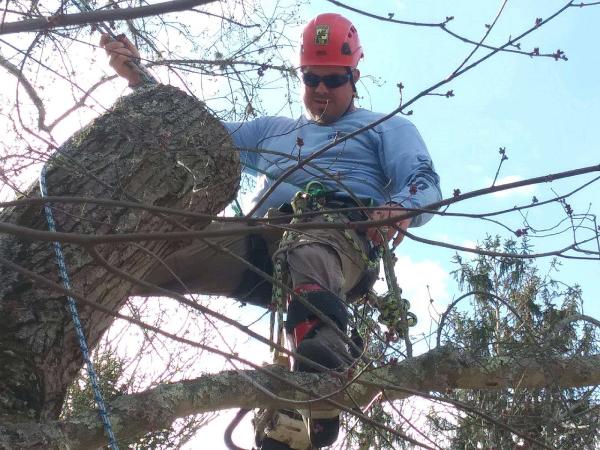 Cook's Tree Care