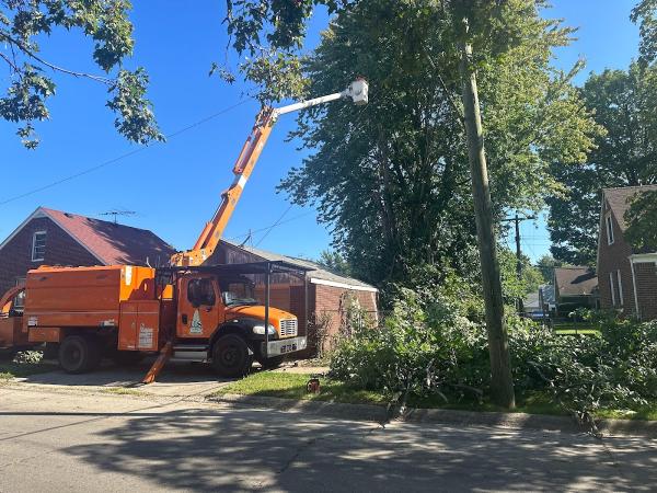 US Tree Removal