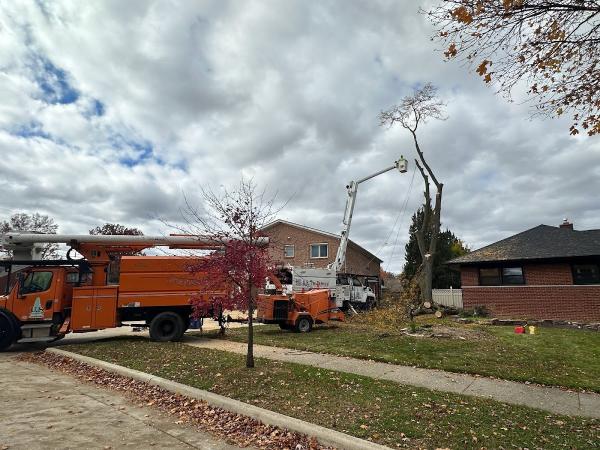 US Tree Removal