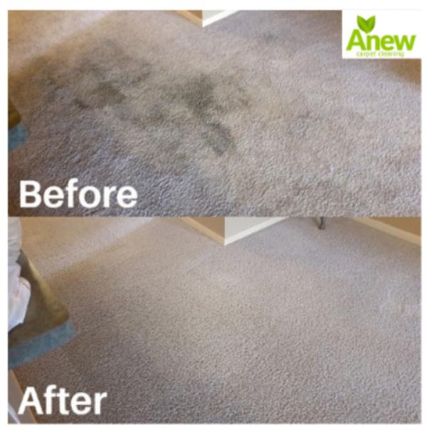 Anew Carpet Cleaning