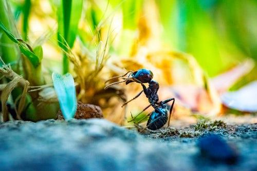 Bugs Northwest