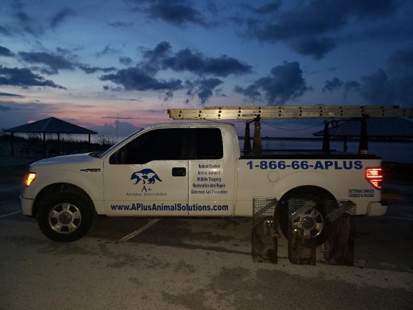 A Plus Animal Solutions