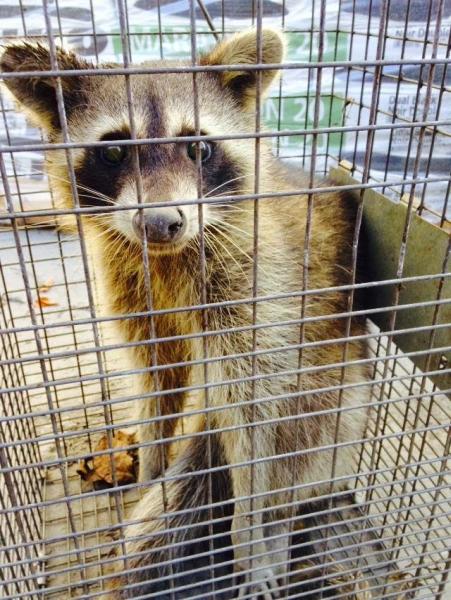 A Plus Animal Solutions