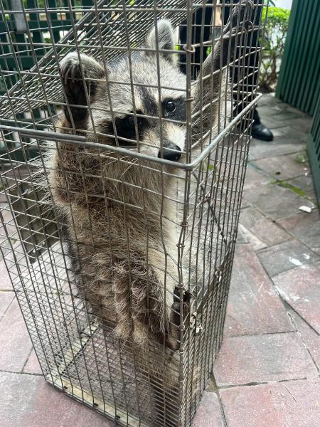 800-Raccoon Pest & Wildlife Control