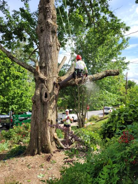 Asheville Affordable Tree Men
