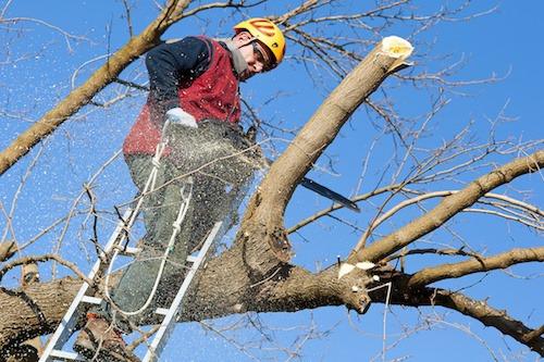 Preferred Expert Landscaping & Tree Service