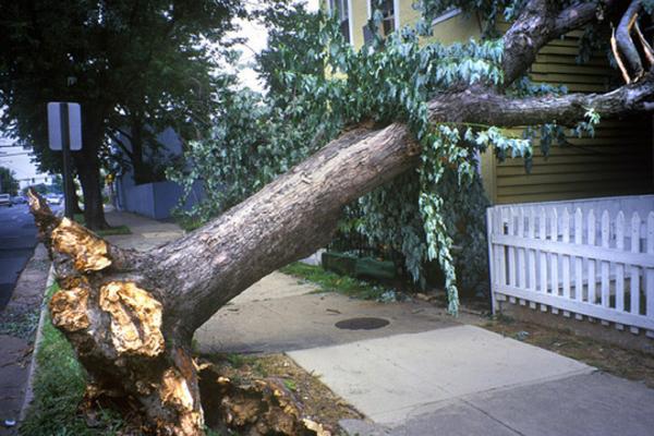 Robin's Tree Service