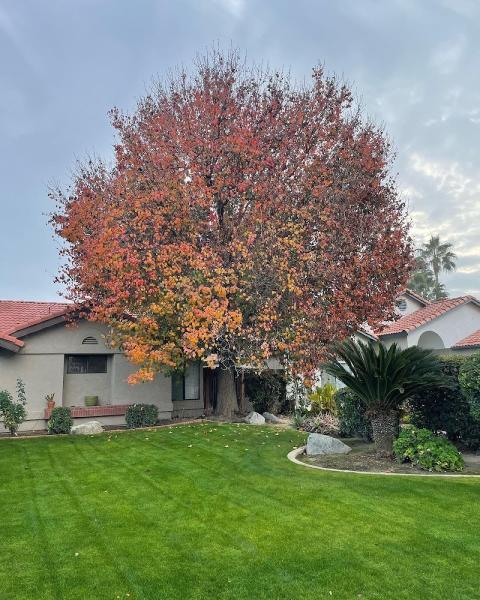 N & J Tree Service