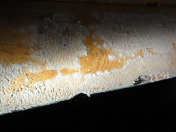 Enview Inspections & Mold Testing