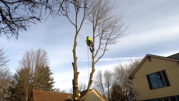 Top Tree Trimming