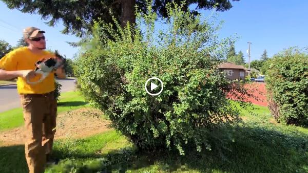 Top Tree Trimming