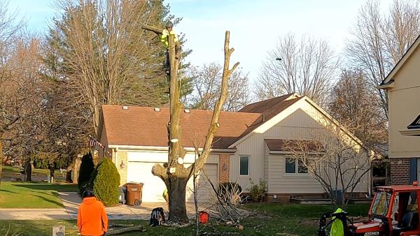 Top Tree Trimming