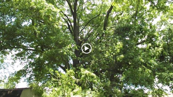 Spaulding Tree Service