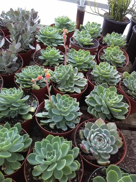 Azul and Verde Nursery