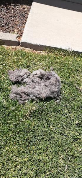 El Paso Carpet Care