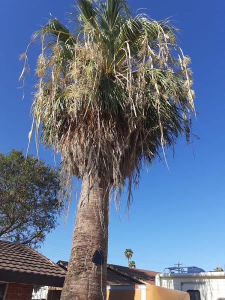 Tree Service Valle Del Sol Llc