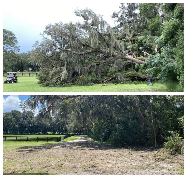 Limbitless Tree Care & Landscaping