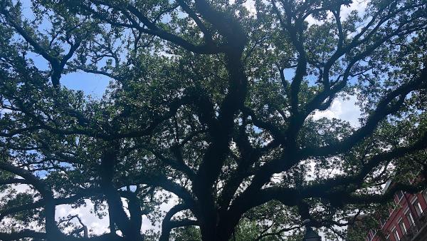 Luna Tree Care LLC