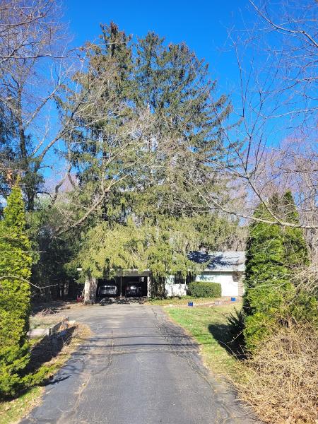 Luna Tree Care LLC