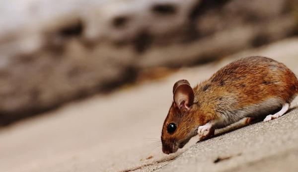 Sage Pest Control