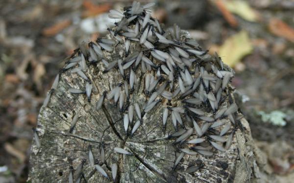 Sage Pest Control