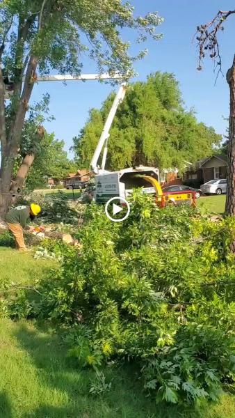 Salas Tree Service