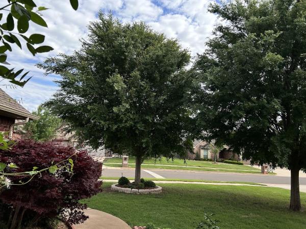 Salas Tree Service