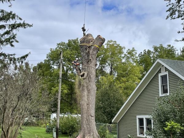 Wellner Arboriculture