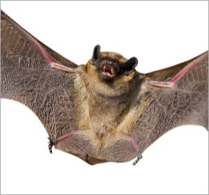 AA Wildlife and Pest Control